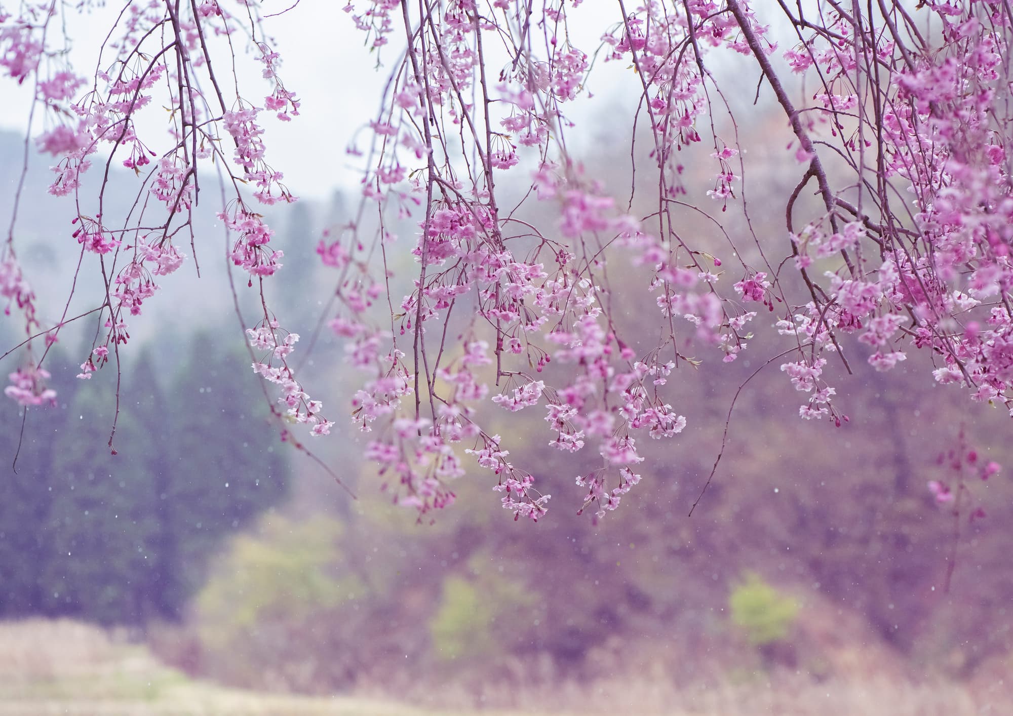 桜に雨がかかる春時雨